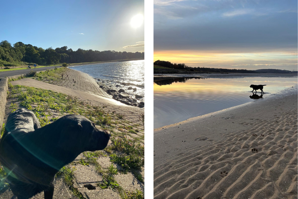 Dog standing beside calm water on sandy shore with reflections at sunset at Cramond