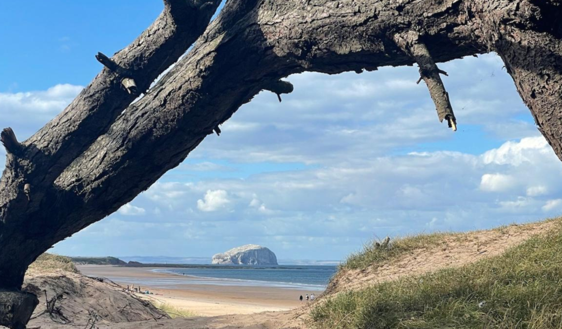 Sandy beach at Tyninghame with Bass Rock in the distance framed by a fallen tree