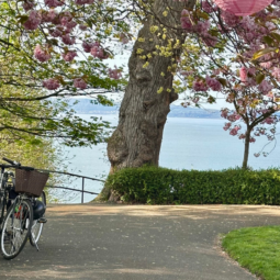 beatiful image of starbank park in newhaven with two bikes propped against a tree and sea views