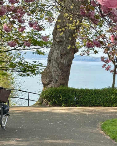 beatiful image of starbank park in newhaven with two bikes propped against a tree and sea views